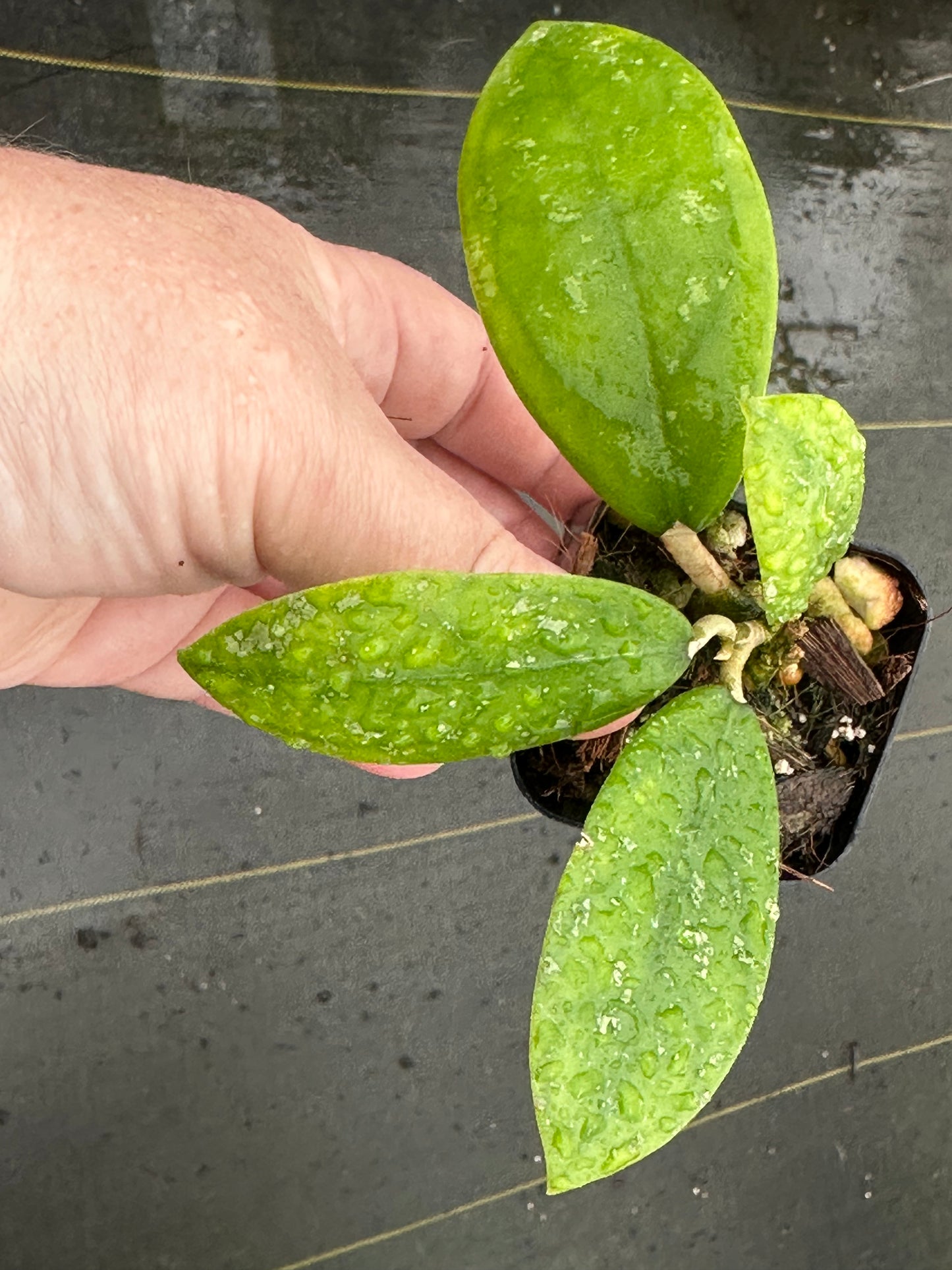 Hoya vitellina IML 1348