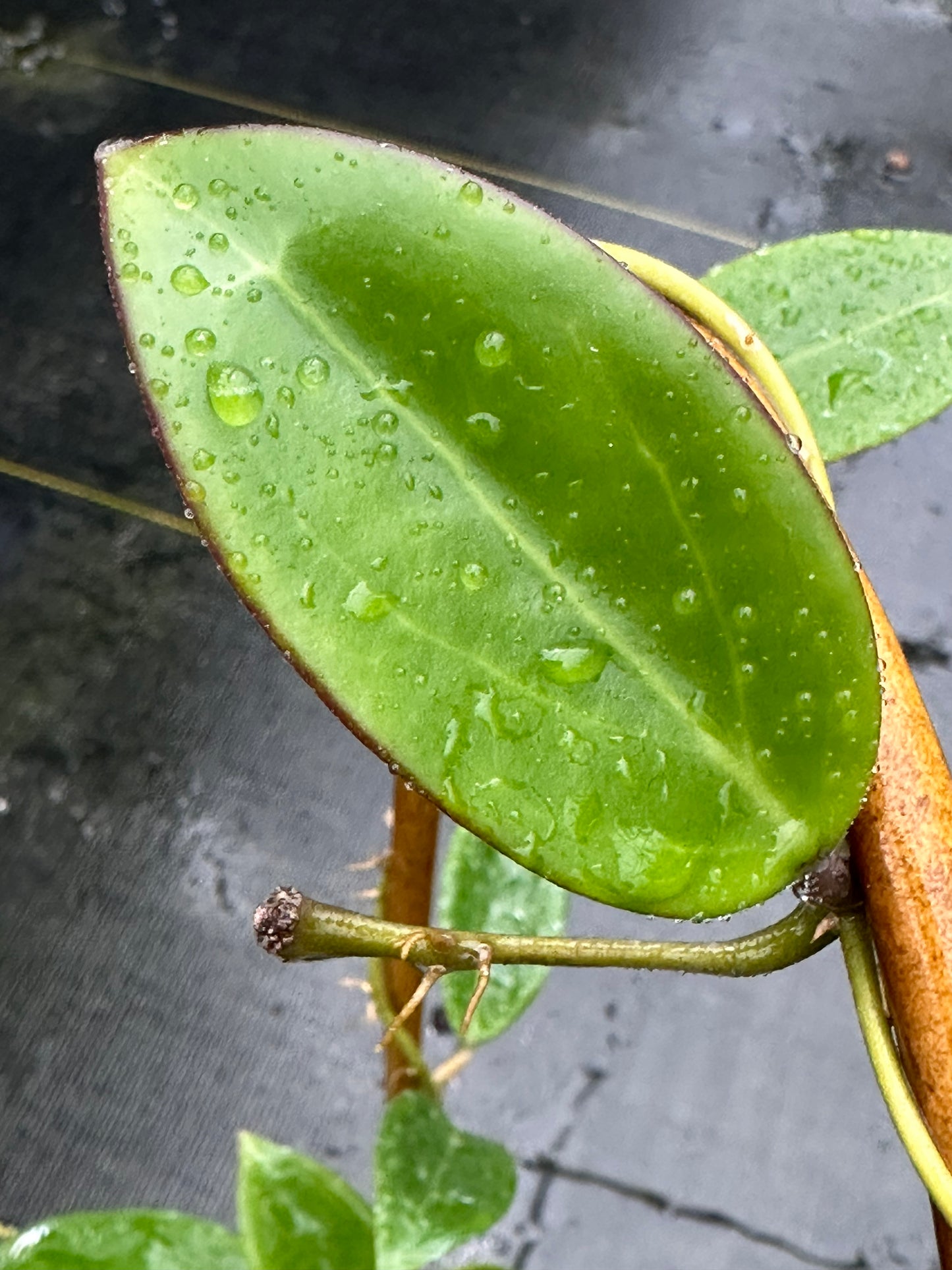 Hoya sp. Hai Phong - Trellised