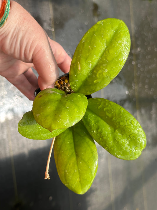 Hoya ‘Cicelia’