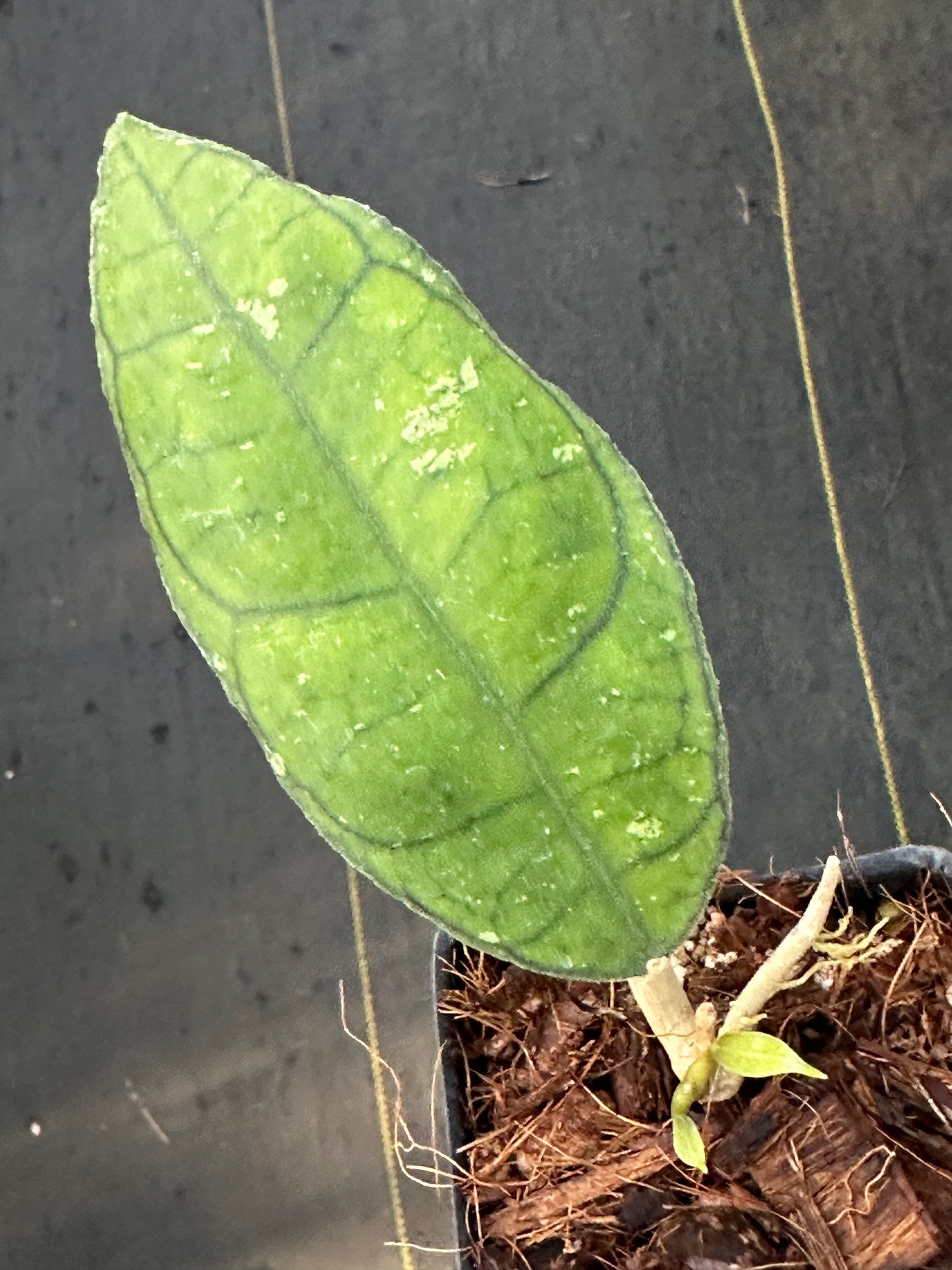 Hoya finlaysonii ‘Naeva’