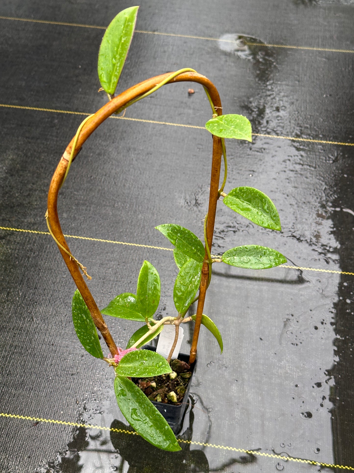 Hoya sp. Hai Phong - Trellised