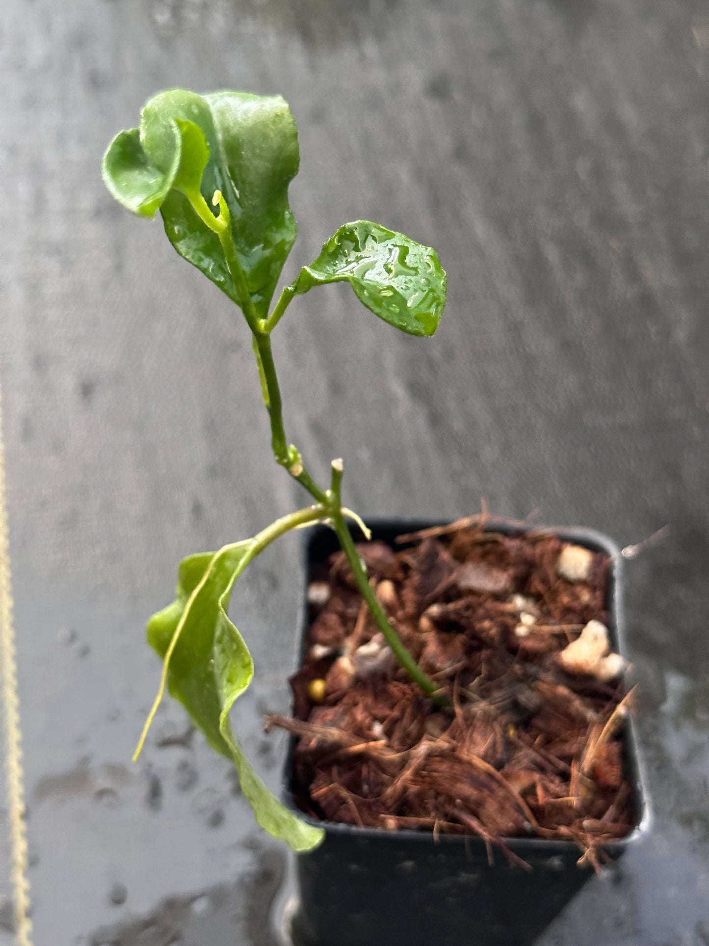 Dischidia sp. (big leaf)