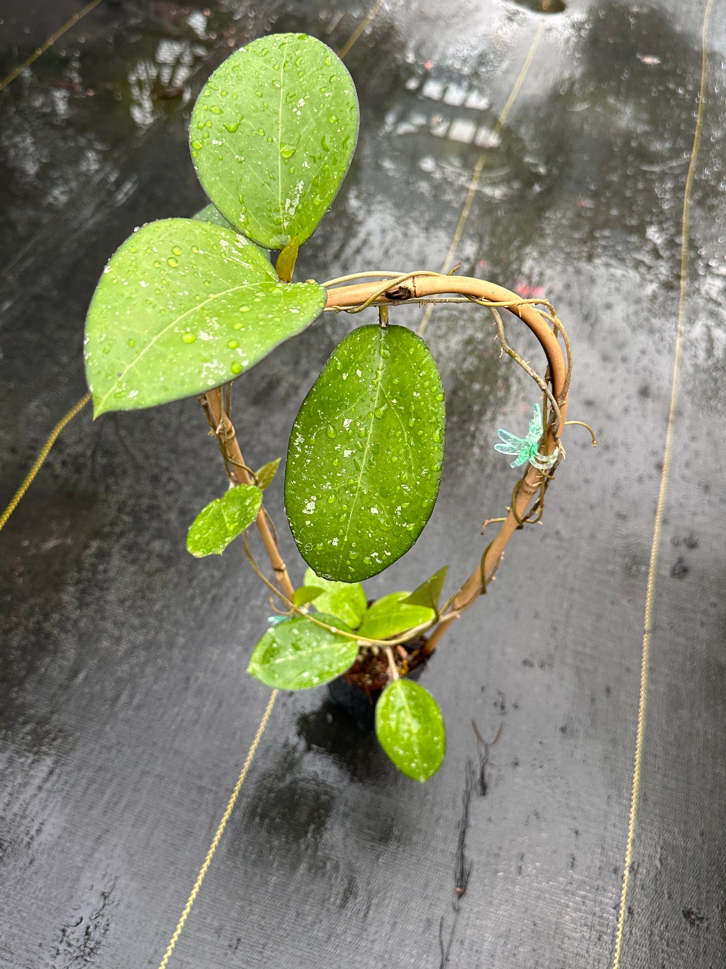 Hoya verticillata (dark margin) - Trellised