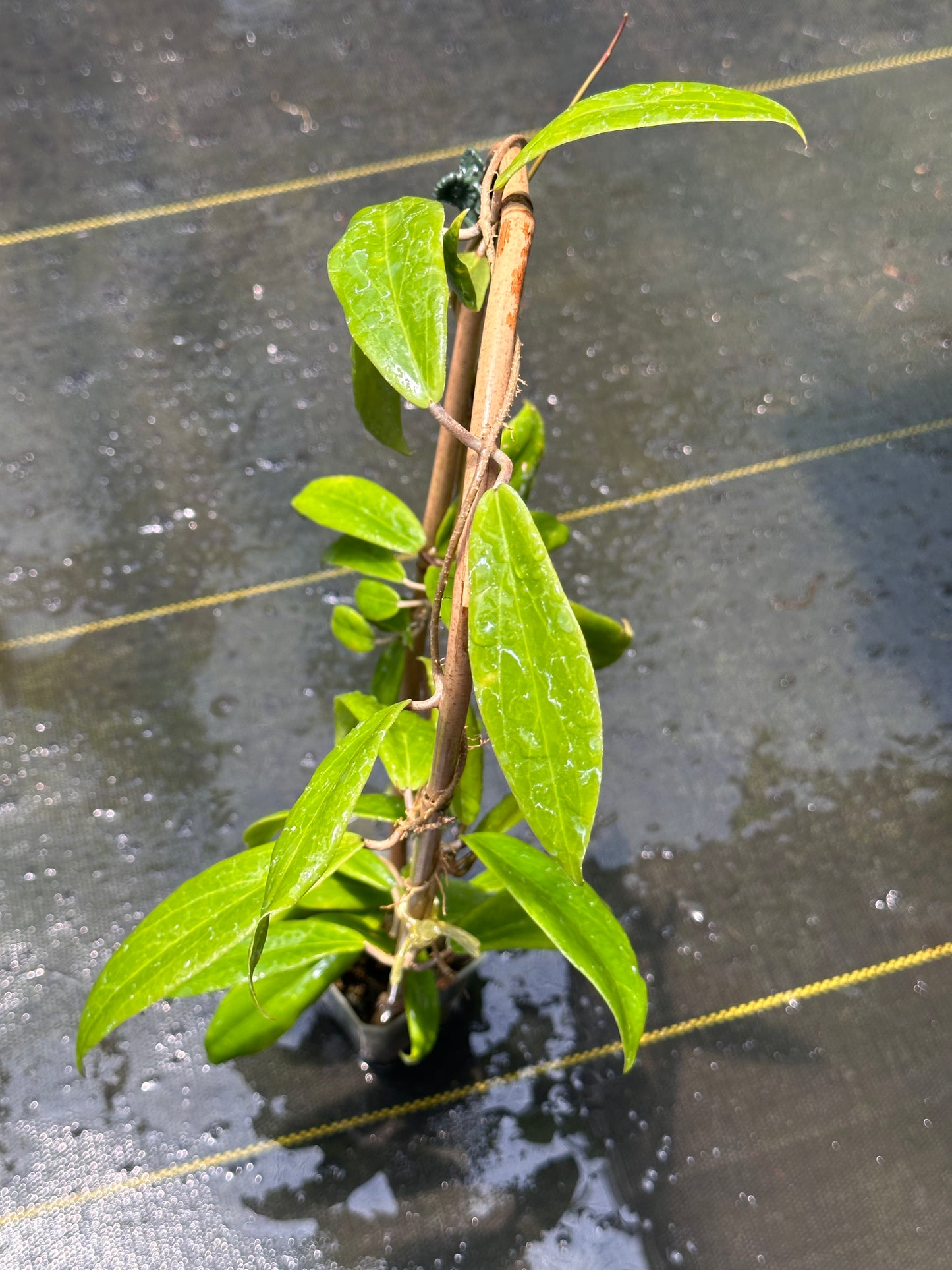 Hoya ilagorium (red) - Trellised