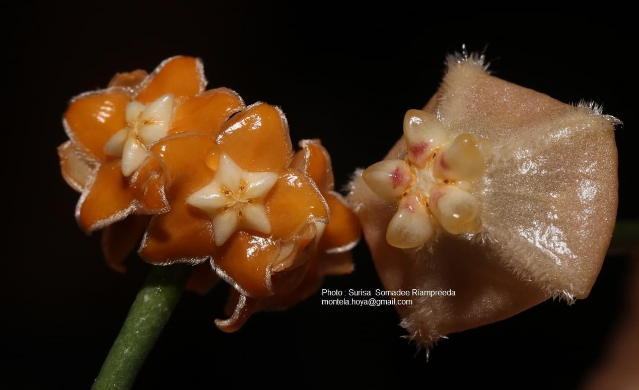 Hoya sp. aff. spartioides