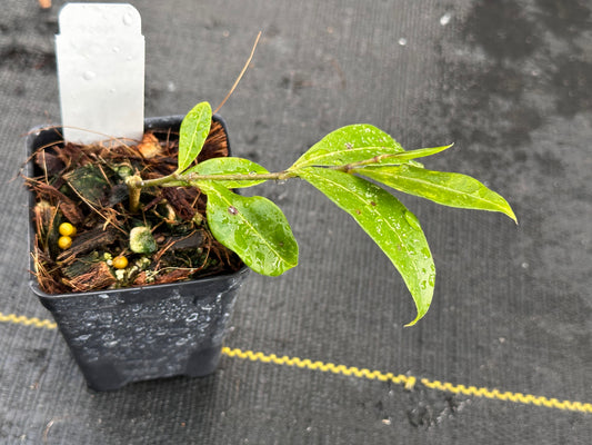 Hoya amicabilis