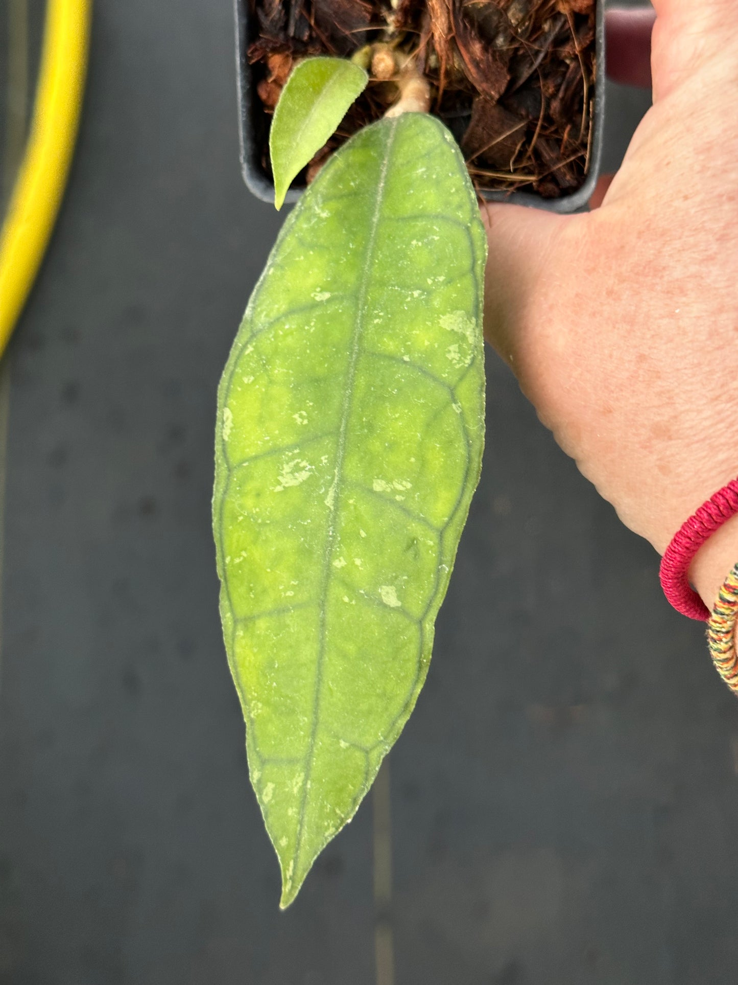 Hoya finlaysonii ‘Naeva’