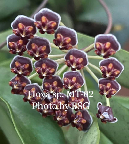 Hoya MT 02