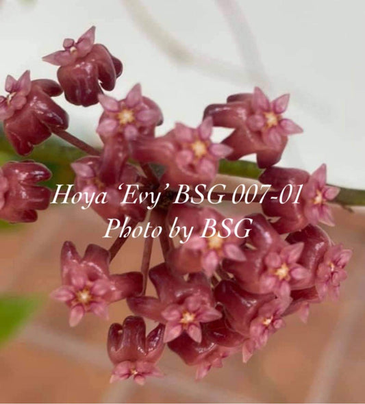 Hoya ‘Evy’ BSG 007-01