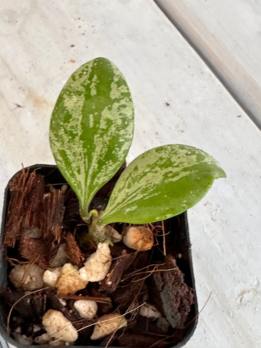 Hoya brevialata (splash)