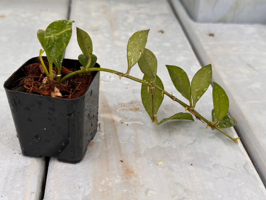 Hoya sipitangensis