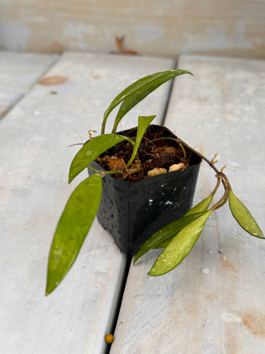 Hoya sp. Pola