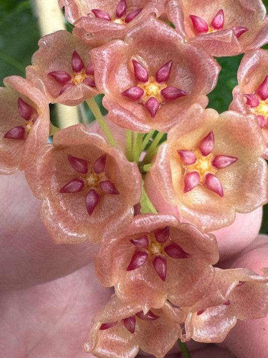 Hoya blashernaezii ssp. siariae (red)