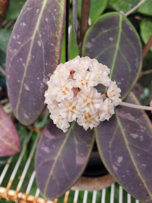 Hoya rintzii Borneo