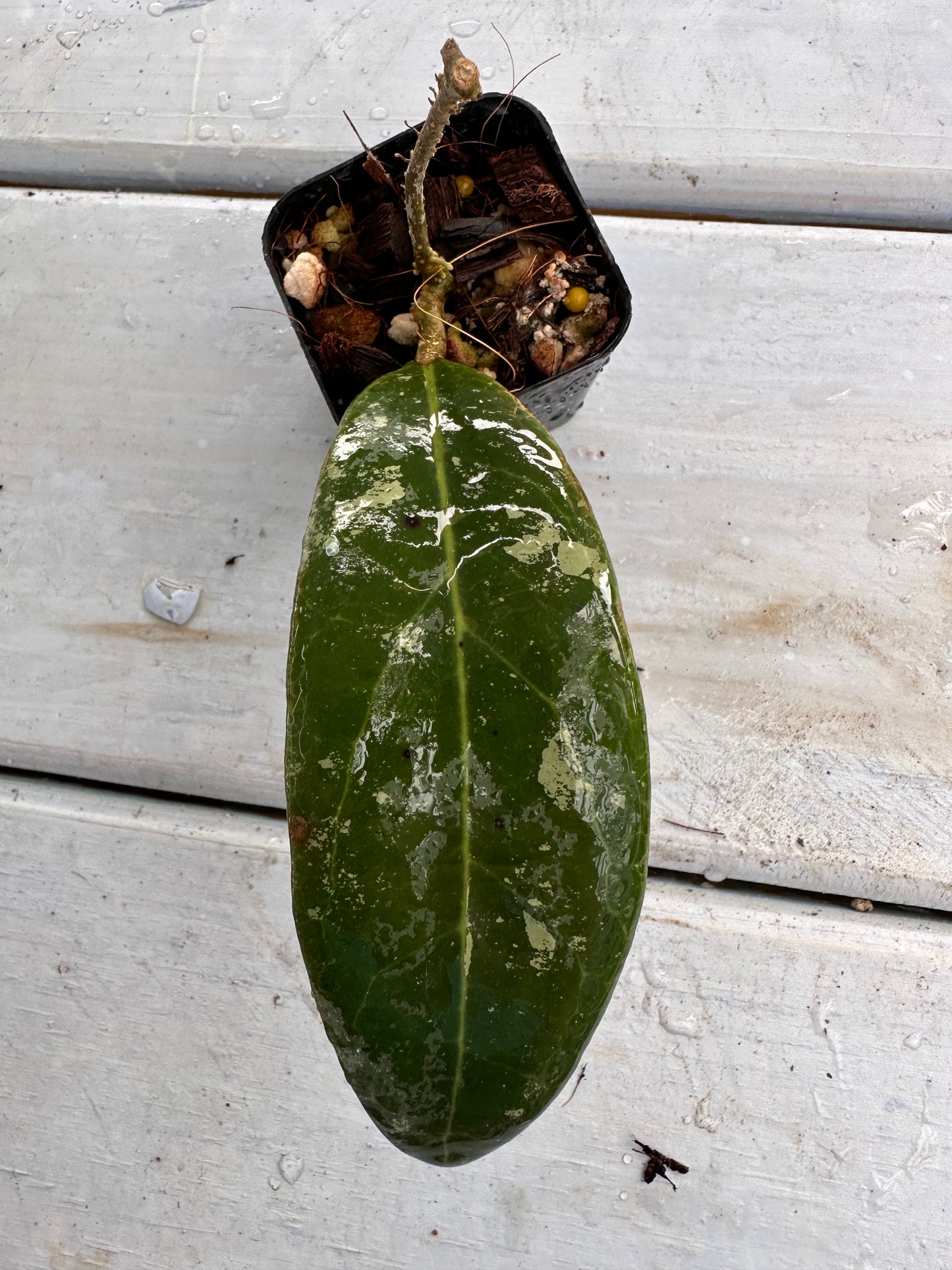 Hoya rintzii Borneo