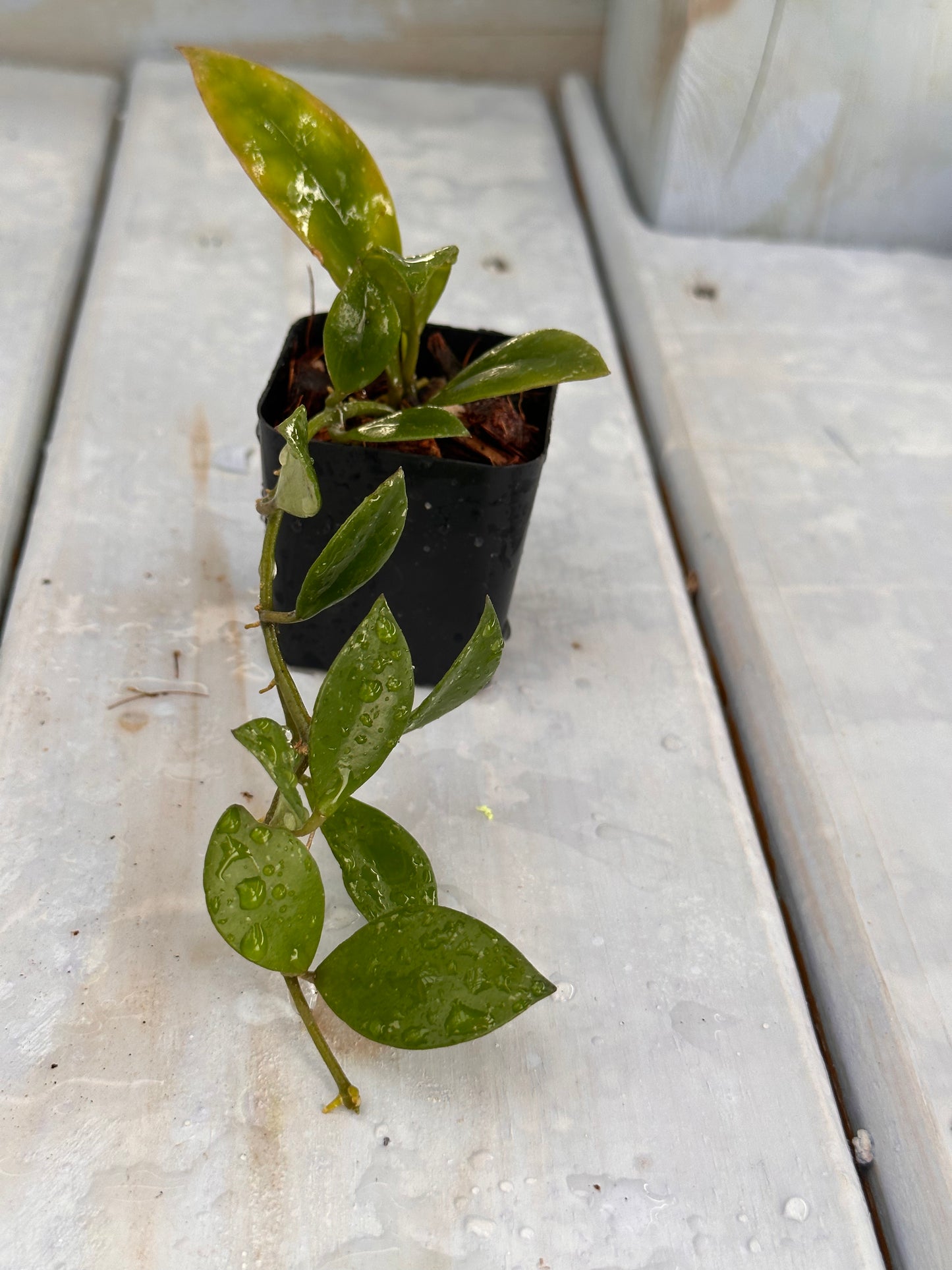 Hoya sipitangensis