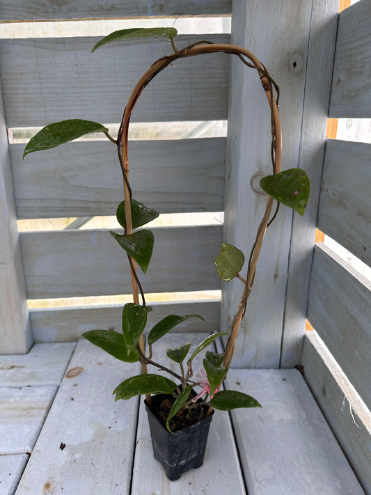 Hoya sp. 22 Khao Yai - Trellised